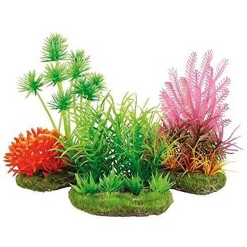 Aquarium plante Floralia Variation A 8 cm