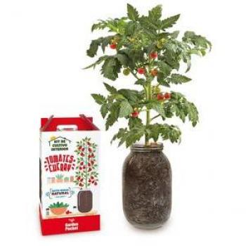 Sistema de cultivo de tomate cherry orgánico en interiores