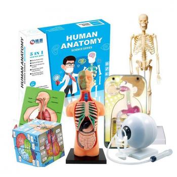 Cuerpo Humano Mini Torso Educativo