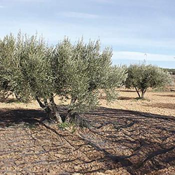 Black Olive Capture Grid 4x8 M