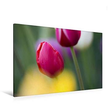 CALVENDO Premium Textil Leinwand 120 × 80 cm – Tulpenfarben, Bunte Vielfalt