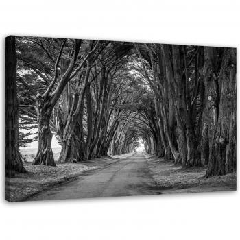 Immagine su tela, Viale di alberi 60x40 bianco/nero