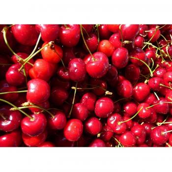 5-6ft Tall Prunus Stella Cherry Tree