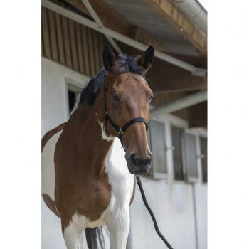 RIDING WORLD Röd Cob Grimma med Ledrep