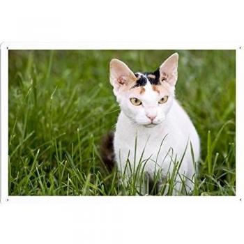 Plato Decorativo “Gato” 20×30 cm