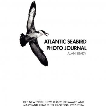 Atlantic Seabird Photo Journal