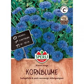 Kornblume 'Blauer Junge'