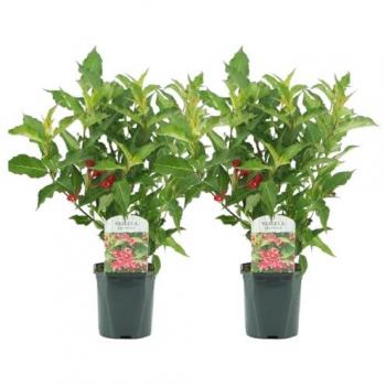 Arbuste Weigela 'Prince Rouge'