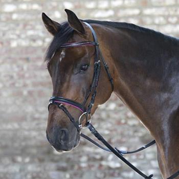 Kombinierter Nasenriemenreithalfter Star Diamond – 1,8 m