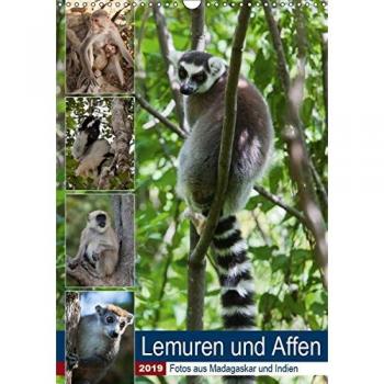 Lemuren und Affen