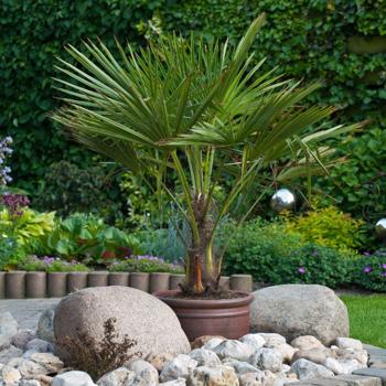 Winter‑Hardy Windmill Palm Seedlings – 3 × Trachycarpus Fortunei, 2–4 Leaves