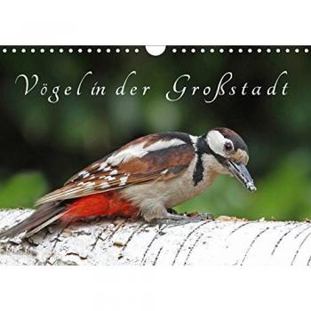 Vögel in der Großstadt