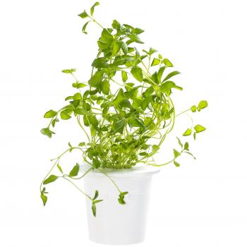 Pacchetto Ricarica Origanolo Smart Herb Garden Click & Grow