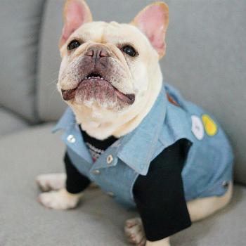 English Bulldog Casual Wear