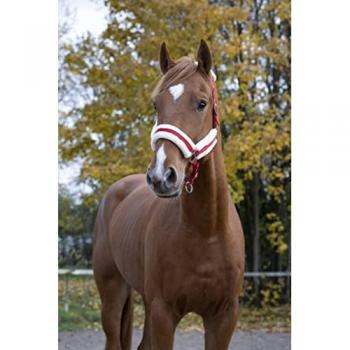 Headcollar Confort Rouge – NORTON