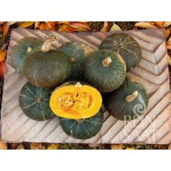 Zucca Hokkaido