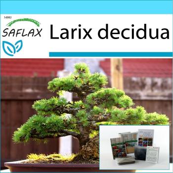 Larix Decidua Bonsai Kit 75 Semi – Scatola, Biglietto e Etichetta