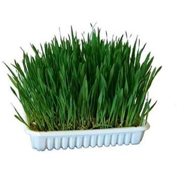 Herbe à grignoter pour rongeurs 100g