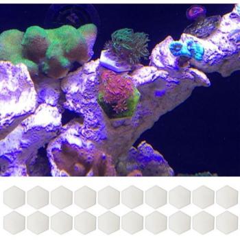 Carreaux de corail Frag, 20 pièces, Base en céramique pour aquarium