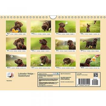 Labrador Welpe