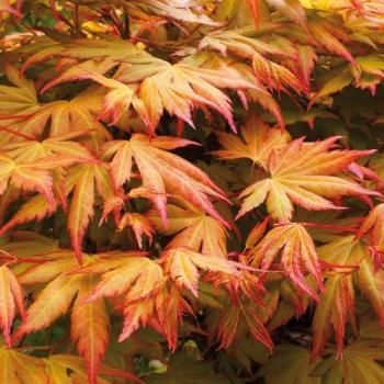 Acer palmatum 'Orange Dream' Japanese Maple 3L Pot