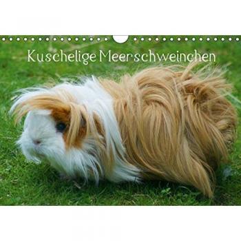 Kuschelige Meerschweinchen