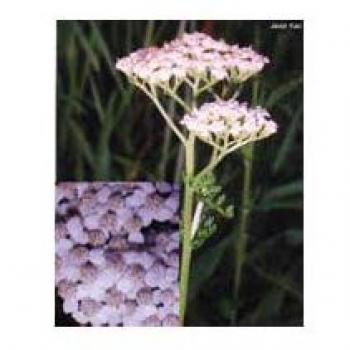 TSA Achillea Millefoglie Gocce Rimedio Omeopatico 50ml