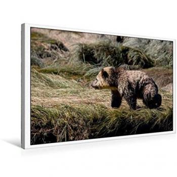 CALVENDO Premium Textil-Leinwand 75 x 50 cm Quer-Format Grizzly in British Columbia