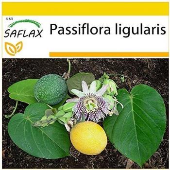 SAFLAX – Sweet Granadilla – 20 sėklų – Passiflora ligularis