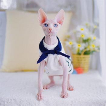 **Moda Sphynx Sin Pelo Veraniega