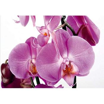 Orchidée Violette Photo Murale – 360x254 cm en 4 morceaux