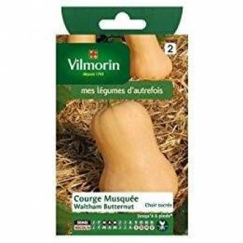 COURGE WALTHAM BUTTERNUT (Vilmorin)