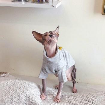 Sporty Cat Clothes by Steefan