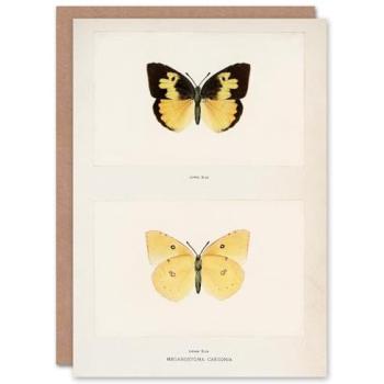 Artery8 Sherman Denton: White Southern Dogface Butterfly Artwork