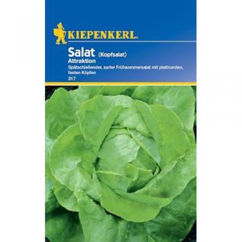 Kiepenkerl Kopfsalat Attraktion – 500 g Bio Blattsalat