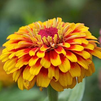 Floral Fusion Persian Zinnia Mix – 0.5g