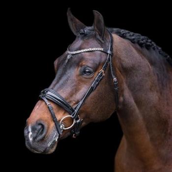 Bride de Poney Olympia Noir-Rose Doré