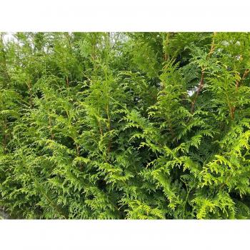 5-Pack 2-3ft Green Thuja Plicata Western Red Cedar in 2/3 Litre Pots