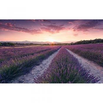 Carta da Parati Komar Lavender Dream 9 pannelli 450 x 280 cm