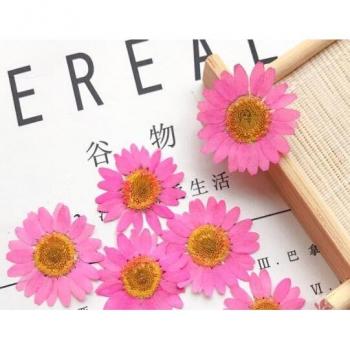 Daisy Frame with White Chrysanthemum