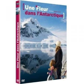 Une Fleur Dans L'antarctique