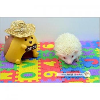 Small Pet Activity Carpet