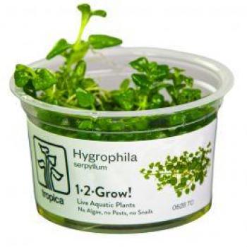 Hygrophila Serpyllum 1-2 Grow: Extracto Concentrado