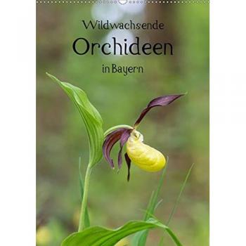 Wildwachsende Orchideen in Bayern