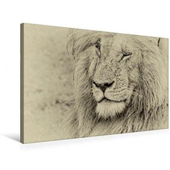 Kalender‑Motiv „Katze suchen“ in Calvendo Textil‑Leinwand 75×50 cm