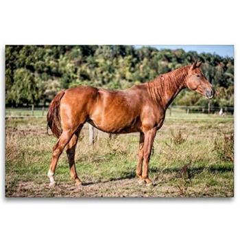 Premium CALVENDO Canvas 120 x 80 cm – Trakehner‑Stute Fleur, Romy Pfeifer Edition