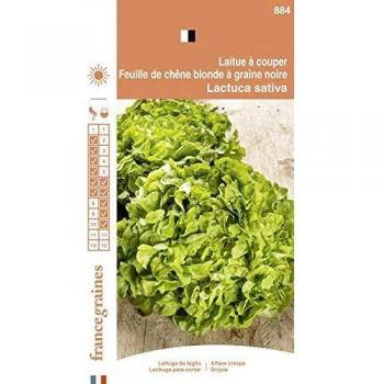 Graines de Laitue Chêne Blonde