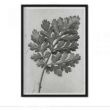 Póster Ilustraciones de Flores y Plantas en Tonos Grises