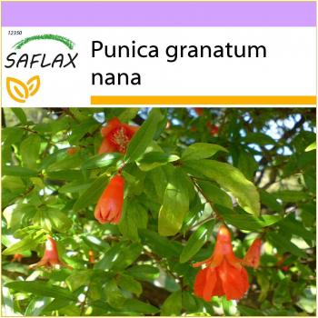 Melograno nano