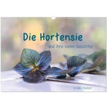 Die Hortensie und ihre vielen Gesichter (Wandkalender 2024 DIN A3 quer) CALVENDO Monatskalender